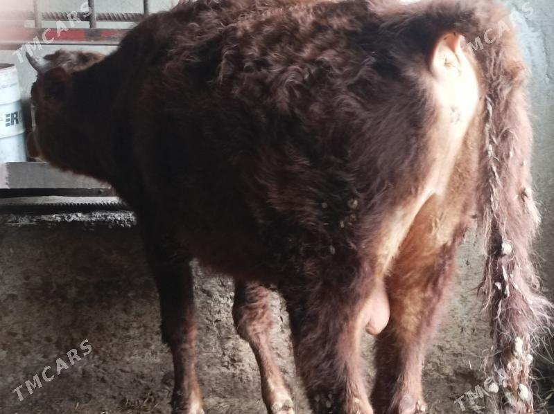 okuz - Bagyr - img 1