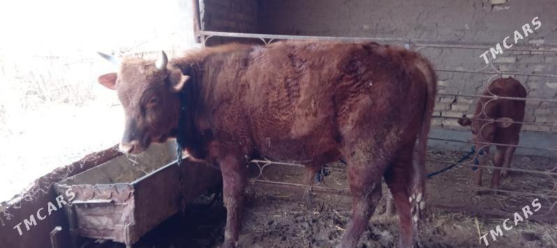 okuz - Babadaýhan - img 1