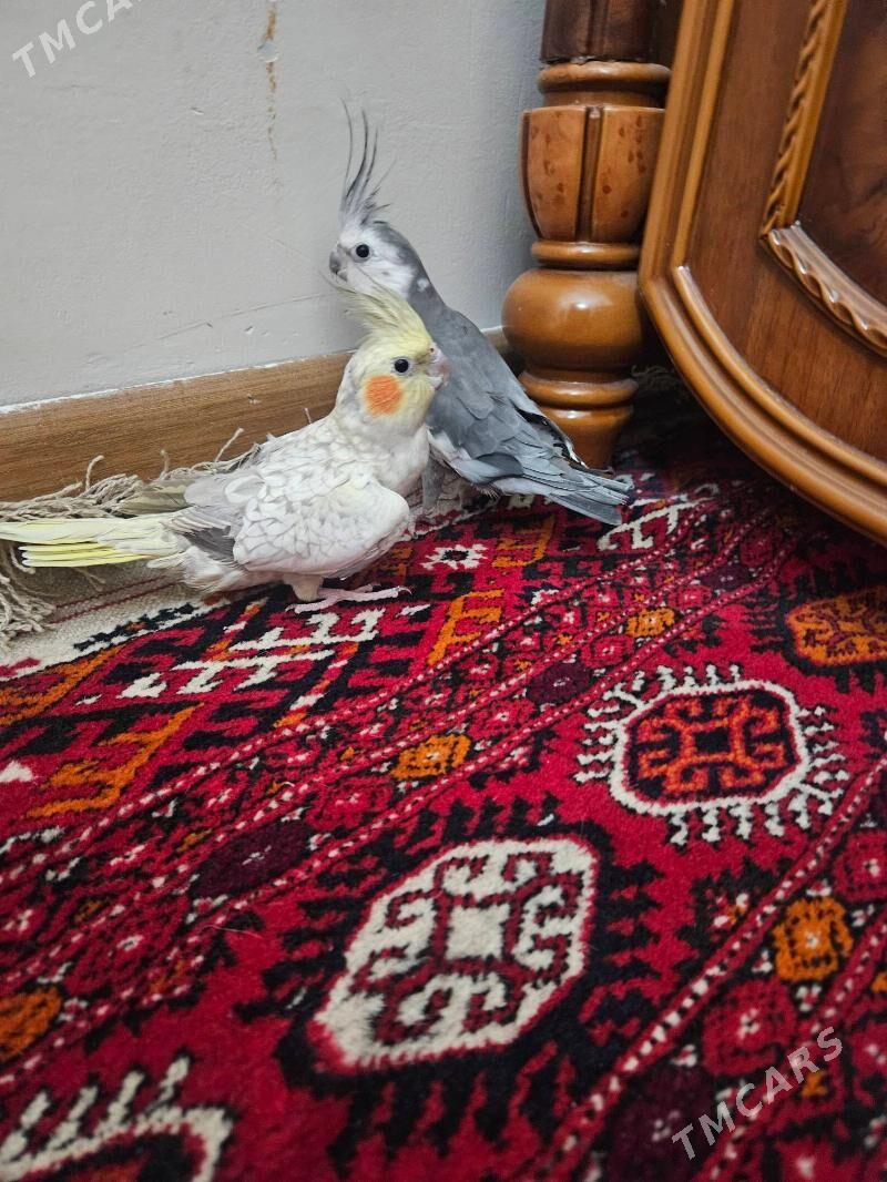 Karella - Aşgabat - img 1