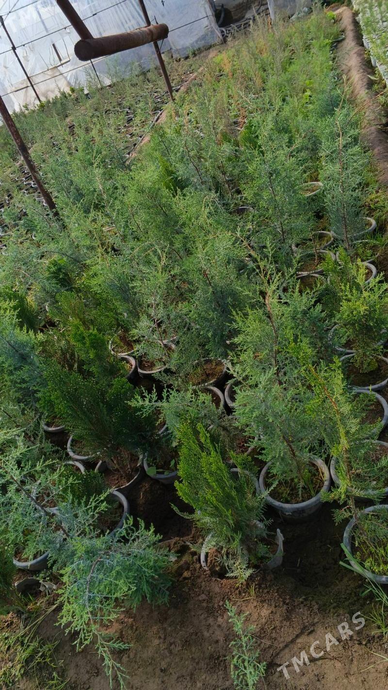 rozagül jasmin kipariz - Туркменабат - img 1