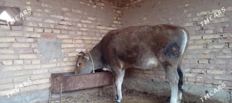 Tuwe - Babadaýhan - img 1