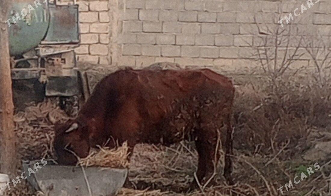 gysyr sygyr 2sany - Gökdepe - img 1