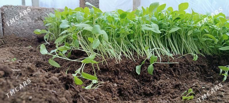 badam sitil gallant badam % - Gökdepe - img 1