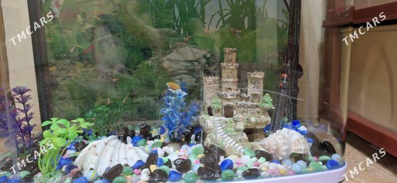 АКВАРИУМ НЕ ДОРОГО. - Бузмеин ГРЭС - img 1