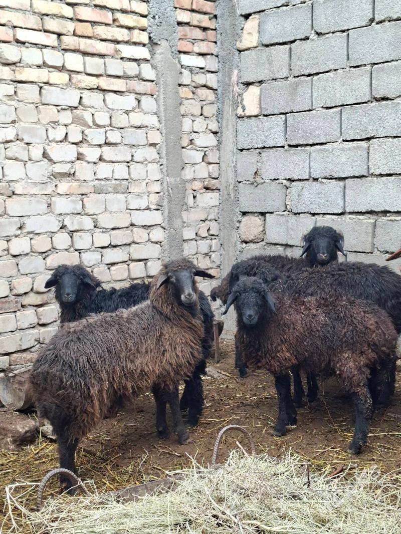 işşek - Яшлык - img 1