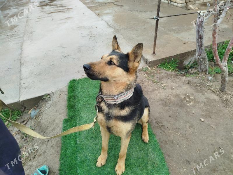 овчарка Авчарка owćarka - Çärjew - img 1