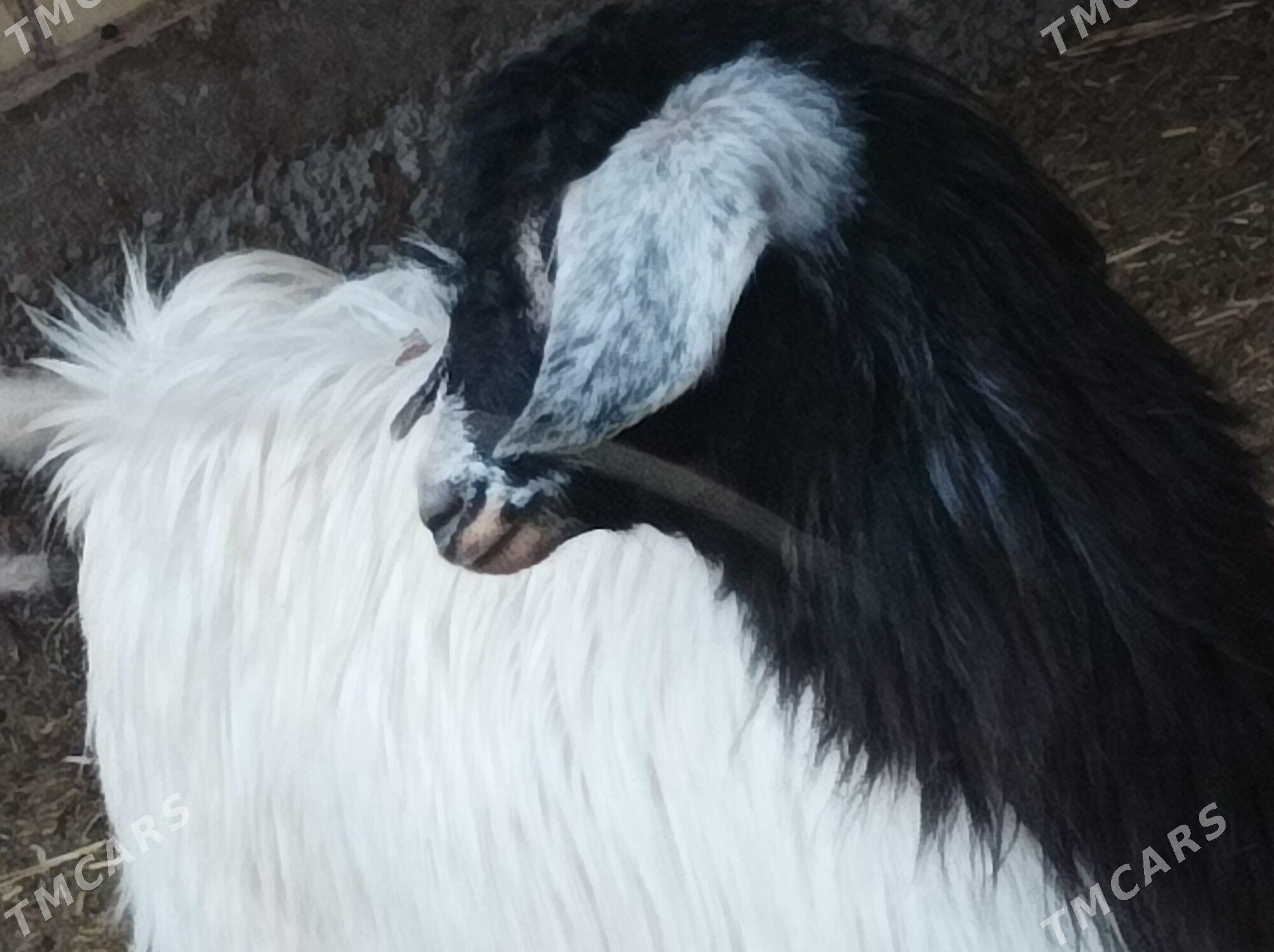 Bogaz cebis - Dänew - img 1