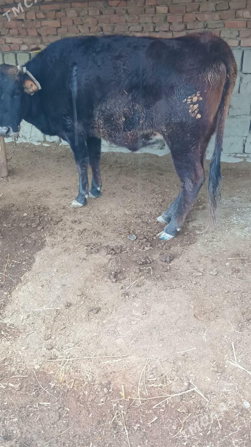 semiz sygyr - Bäherden - img 1