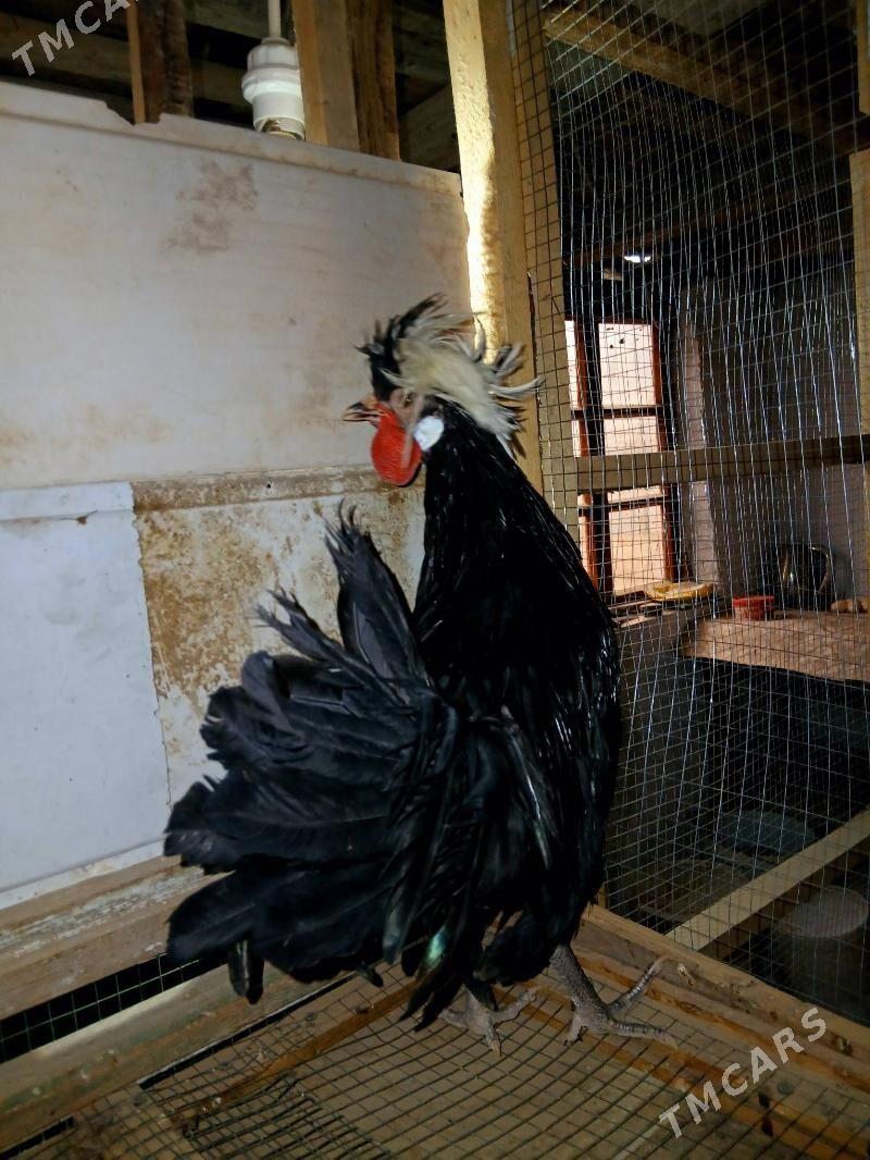 FIZAN AK TELPEK HORAZ KARLIK - Ak bugdaý etraby - img 1