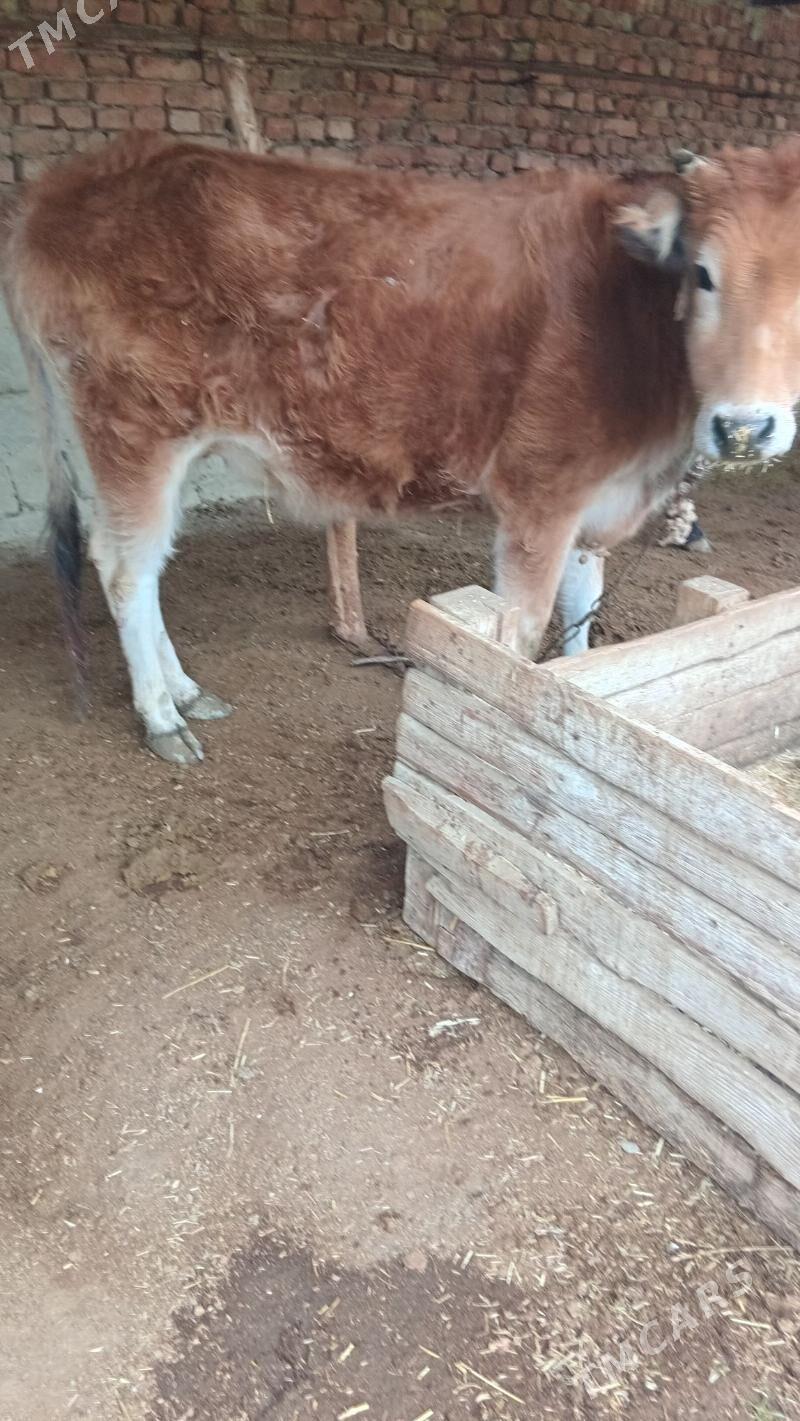 semiz tuwe - Бахарден - img 1