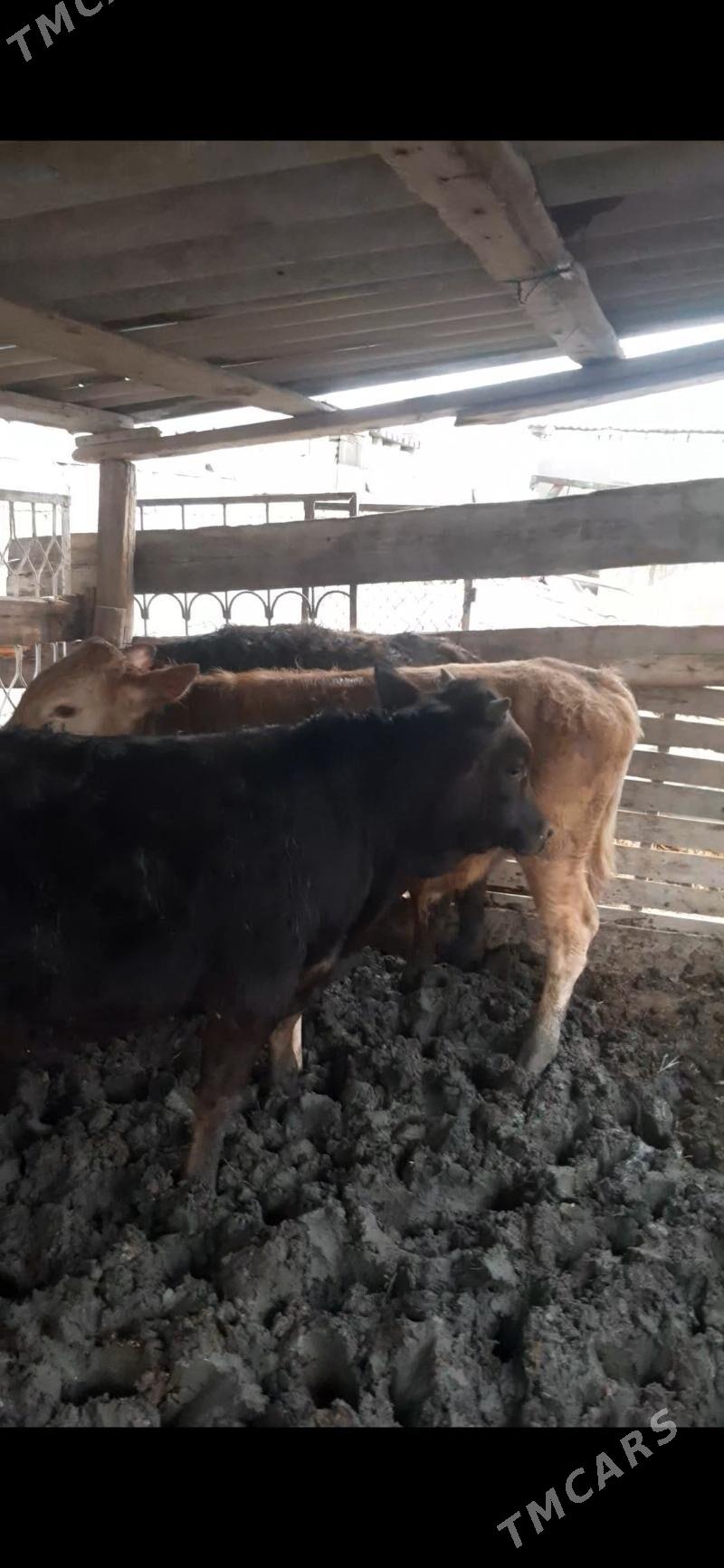 Окиз - Багир - img 1