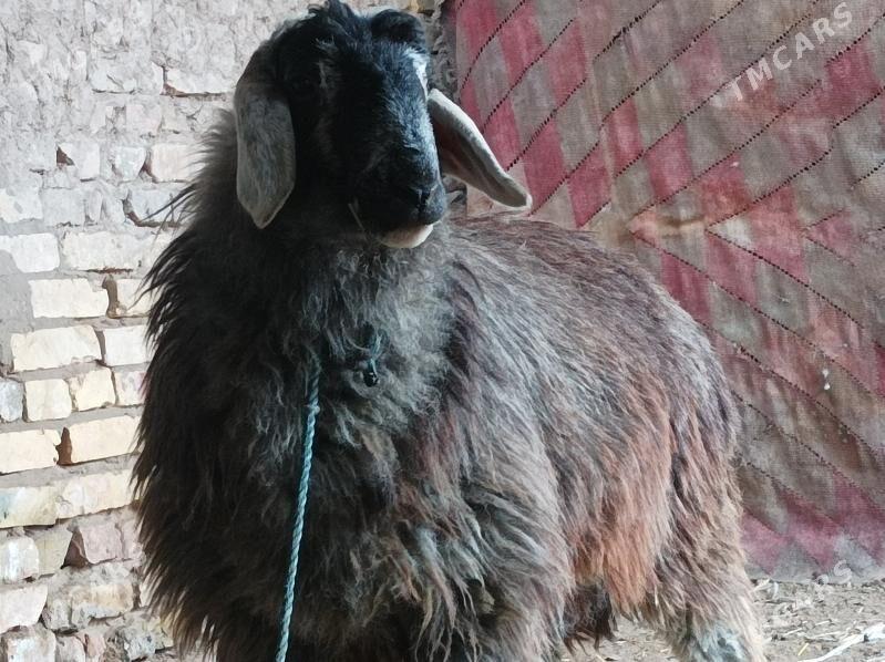 kockar - Dänew - img 1