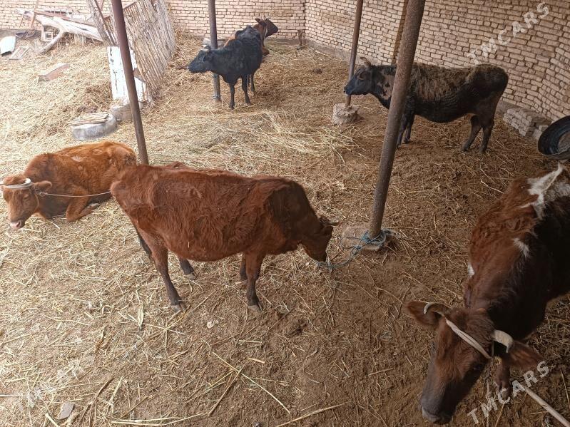 agyr bogaz - Gubadag - img 1