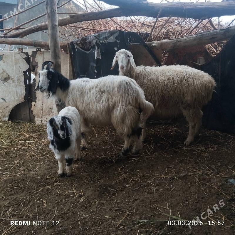 богаз гойун ве овлаклы гечи ба - Çärjew - img 1