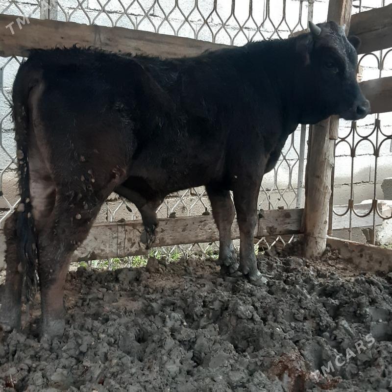 Окиз - Bagyr - img 1