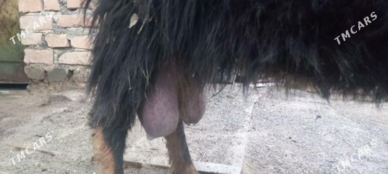 Экиз овлаклы - Бахарден - img 1