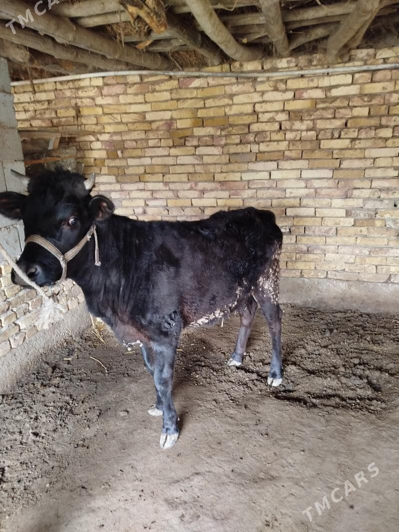 gaçar - Daşoguz - img 1