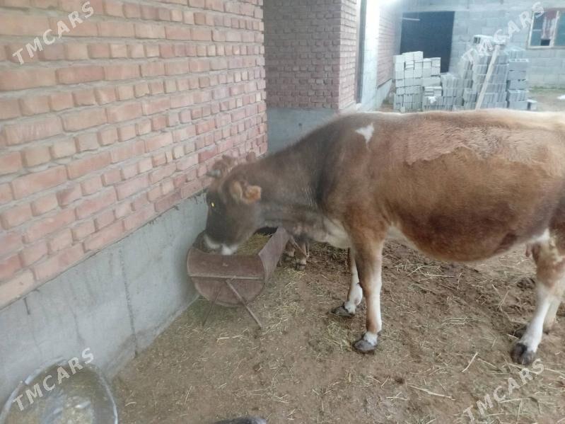 Göleli Sygyr - Bäherden - img 1