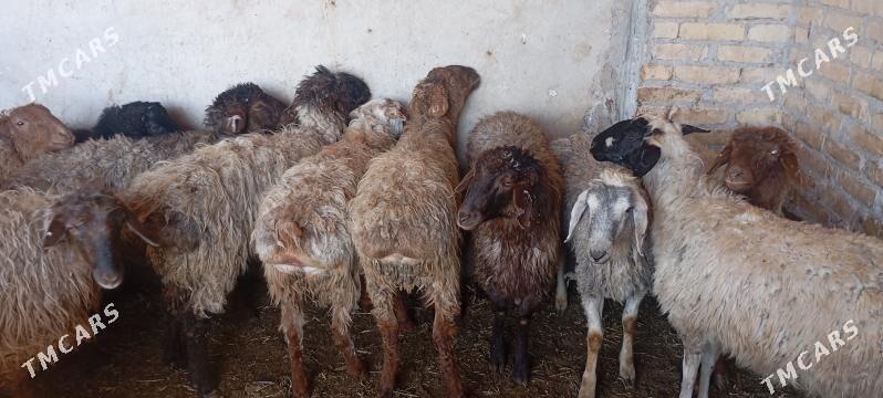 GOYUNLAR - Чарджоу - img 1