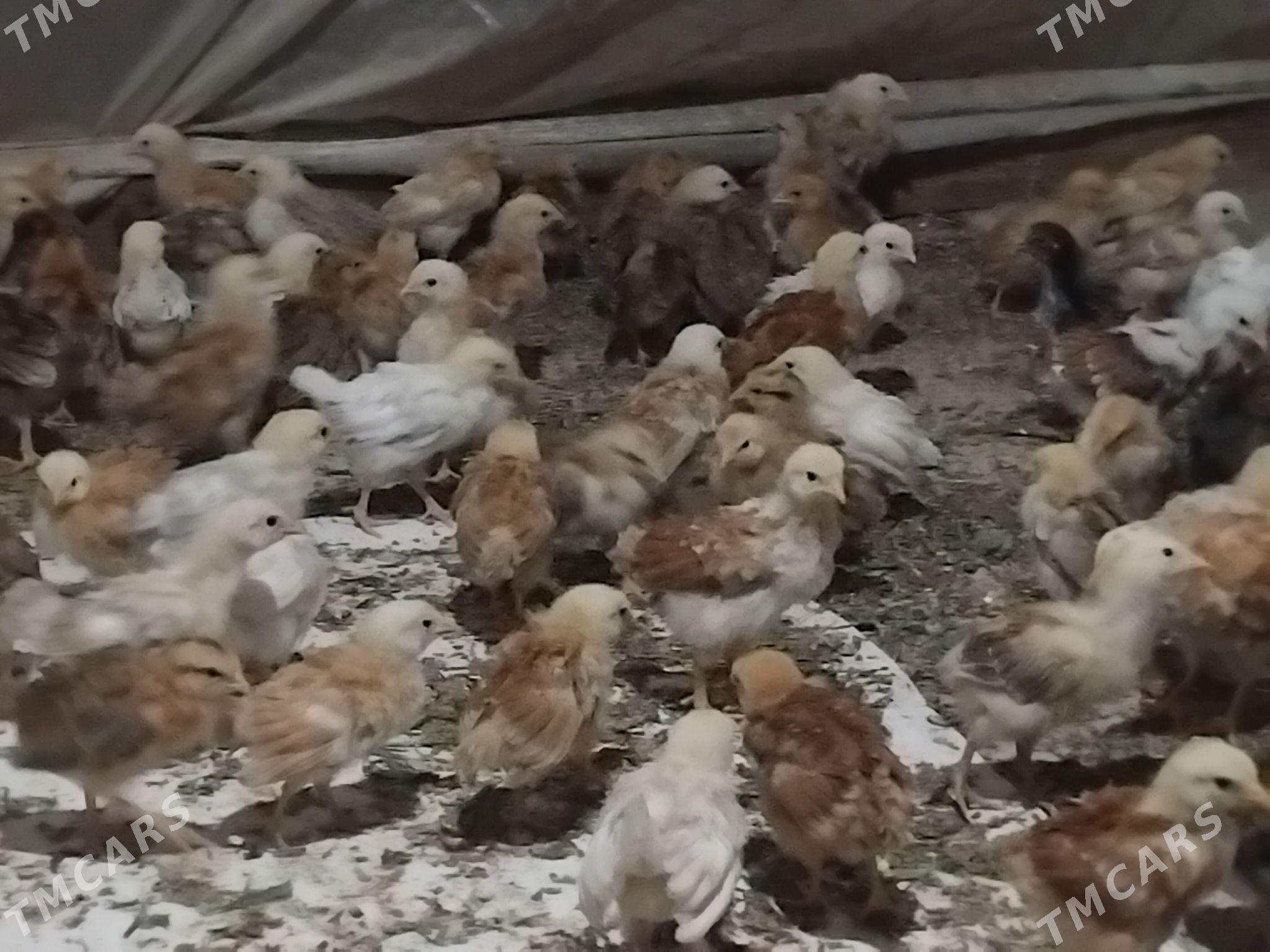 juje - Gökdepe - img 1