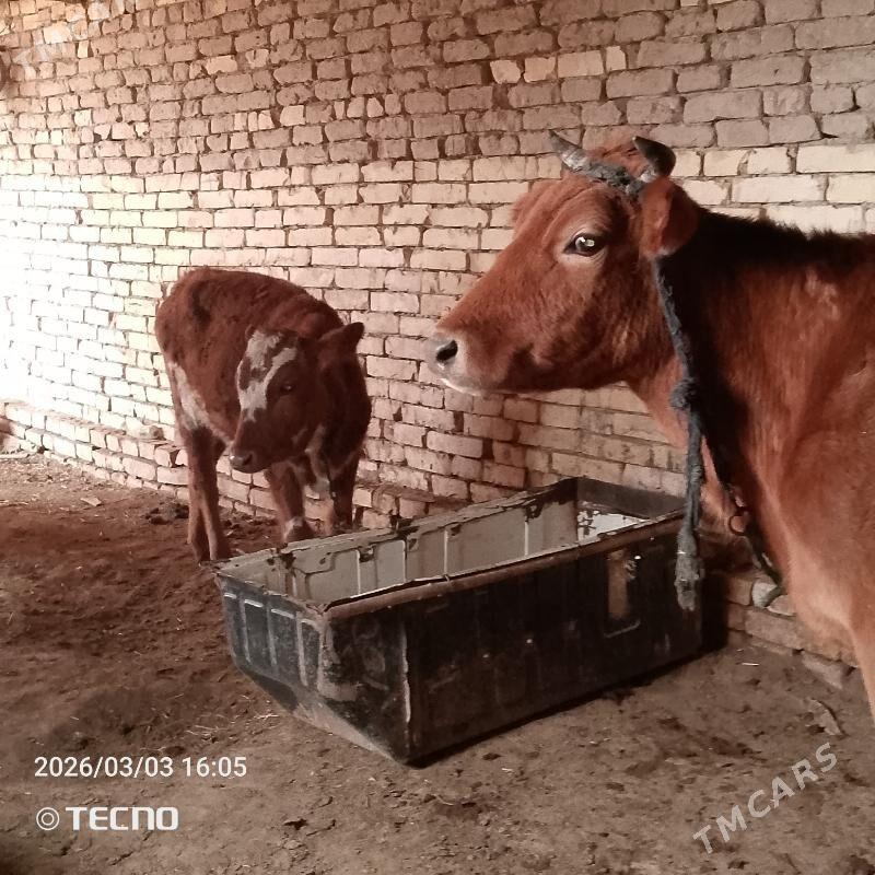 uly golely . - Байрамали - img 1