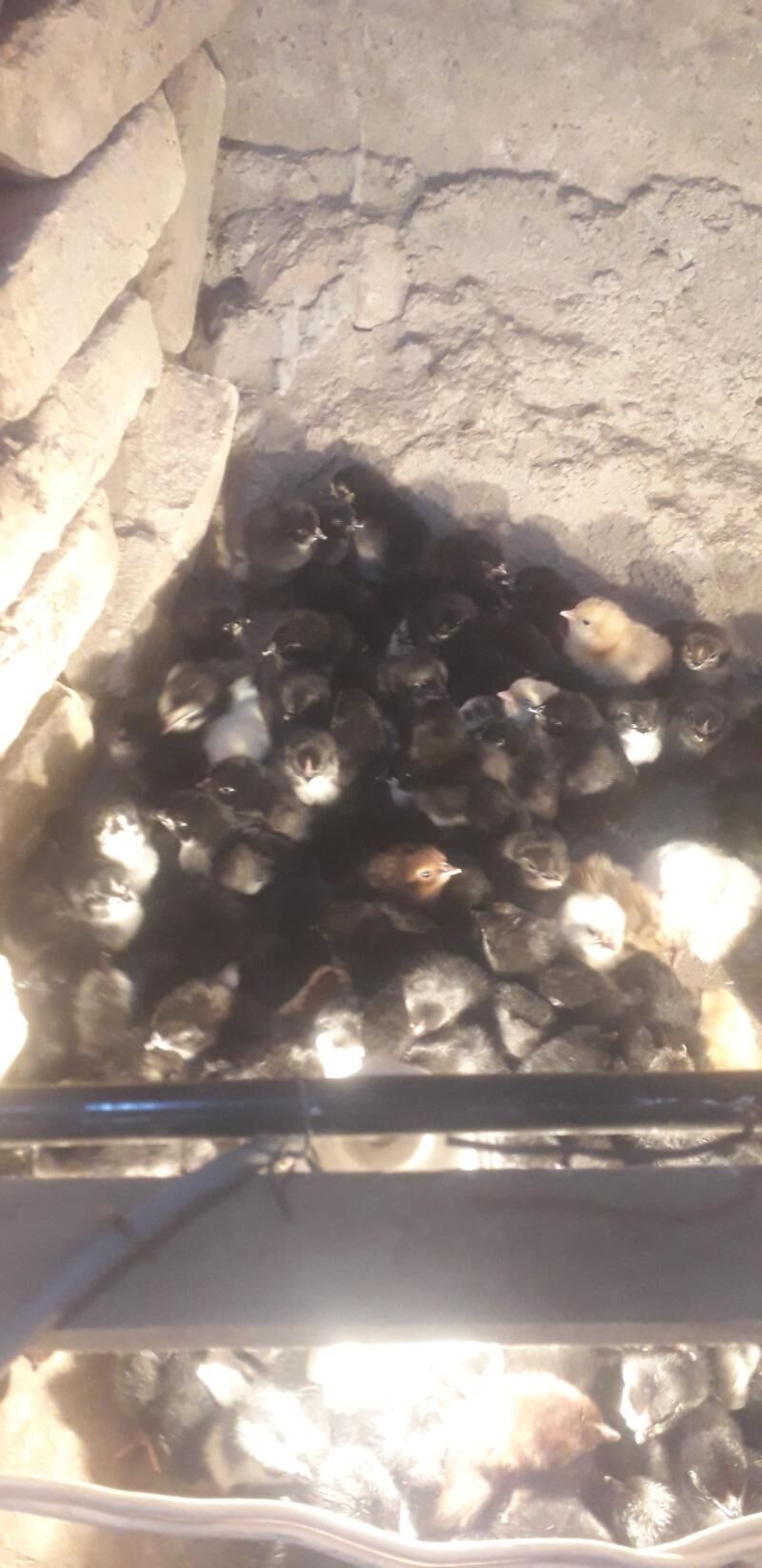 Juje - Darganata - img 1