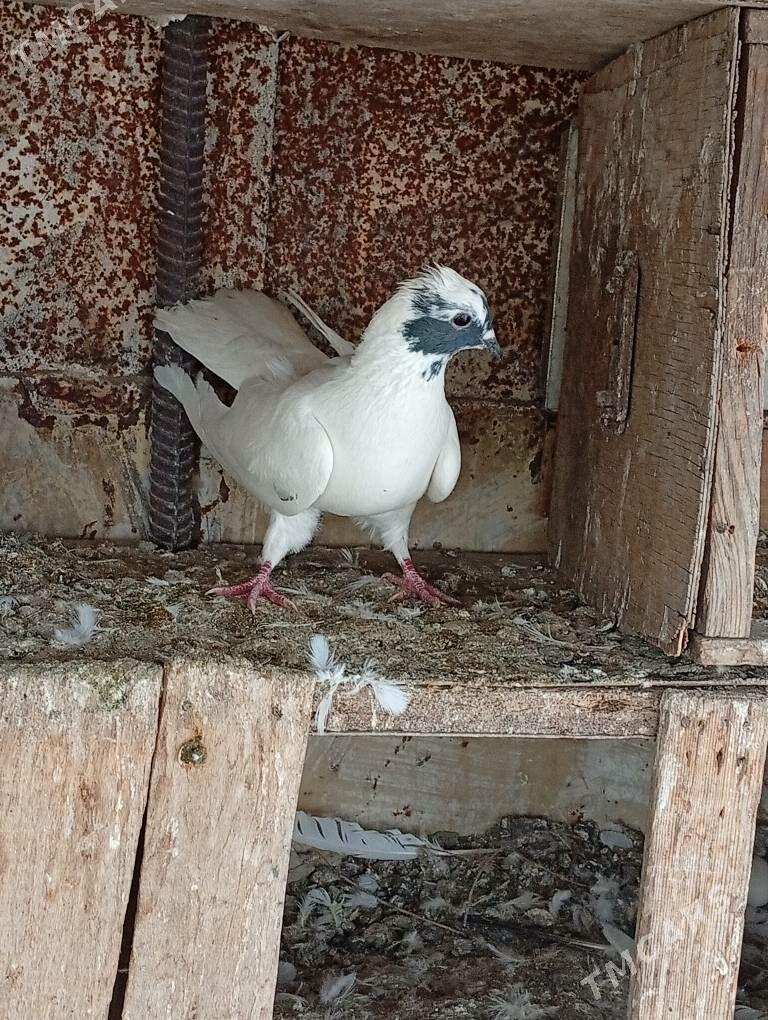 kepderi - Çärjew - img 1