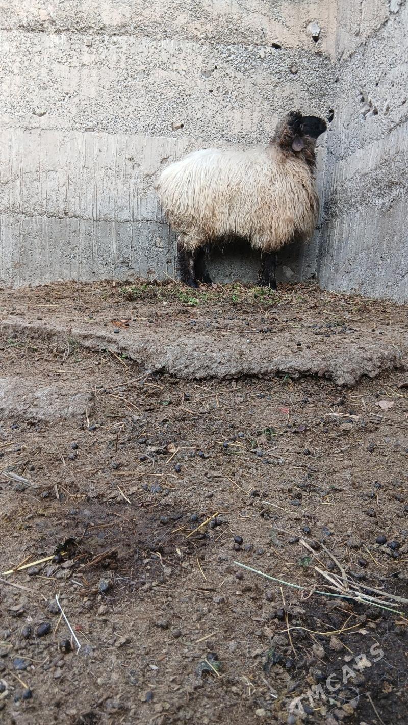 goyun - Gökje - img 1