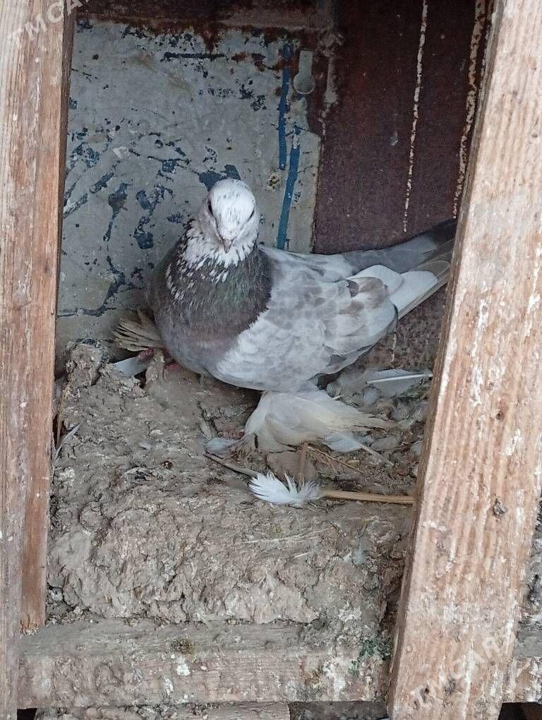 kepderi - Çärjew - img 1