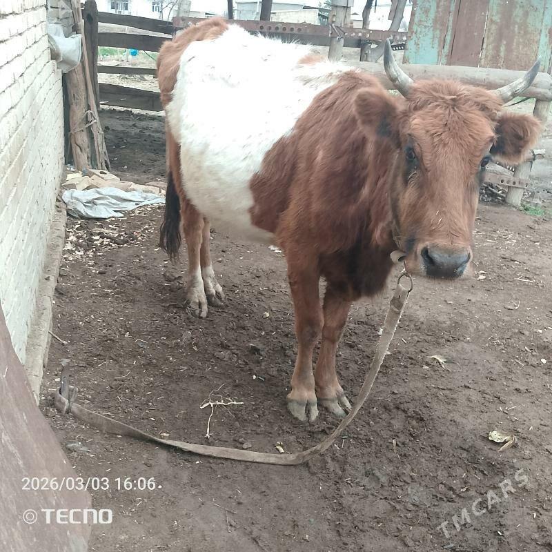 Agyr bogaz - Baýramaly - img 1