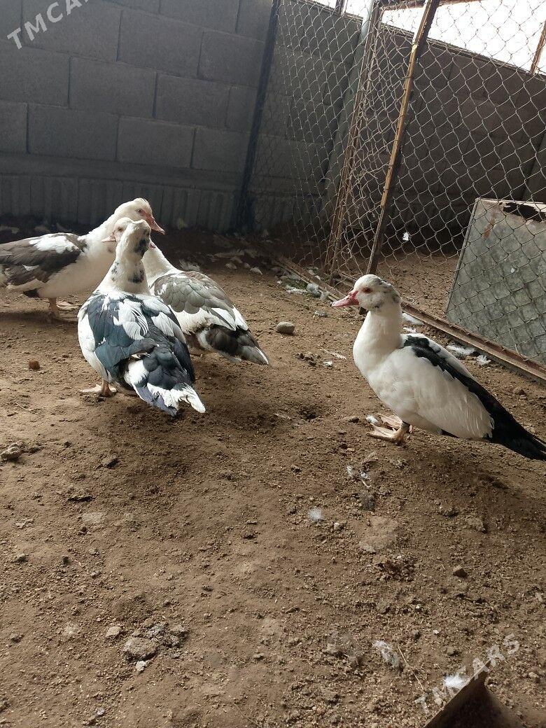 INDAWUTGA GAZ KOPELYAN - Теджен - img 1