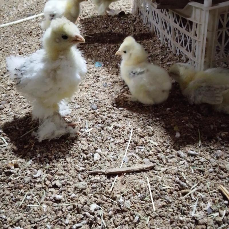 Byrama juje - Байрамали - img 1