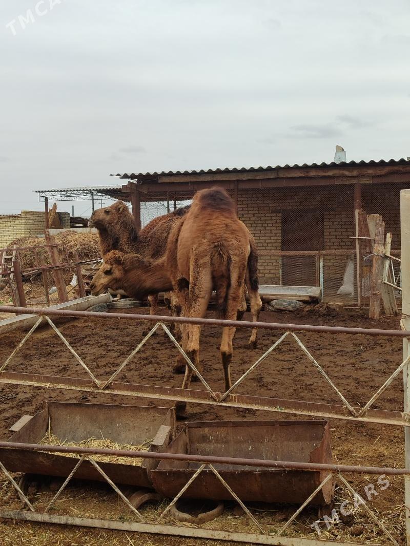 Bakylan kosekler - Baýramaly - img 1