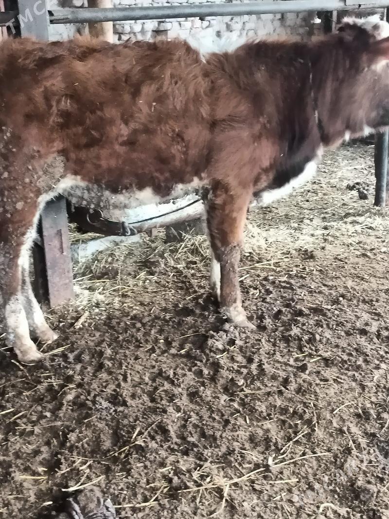 öküzler 3 sani - Çärjew - img 1