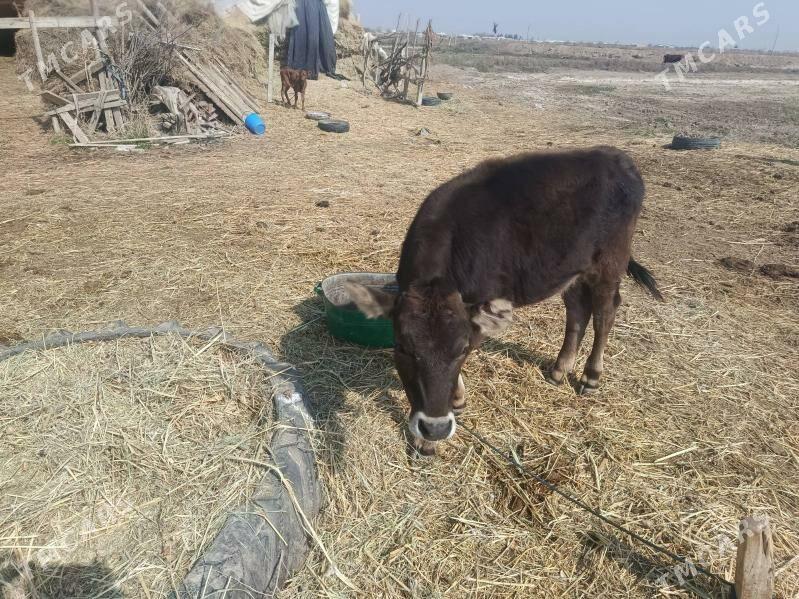 gulajyn şwes - Ýolöten - img 1