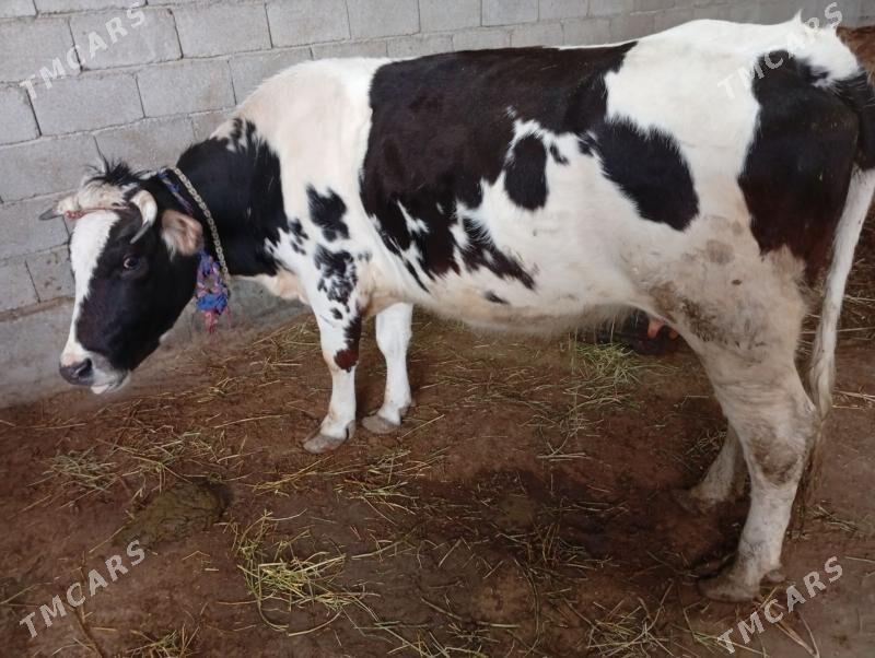 sygyr - Gökdepe - img 1