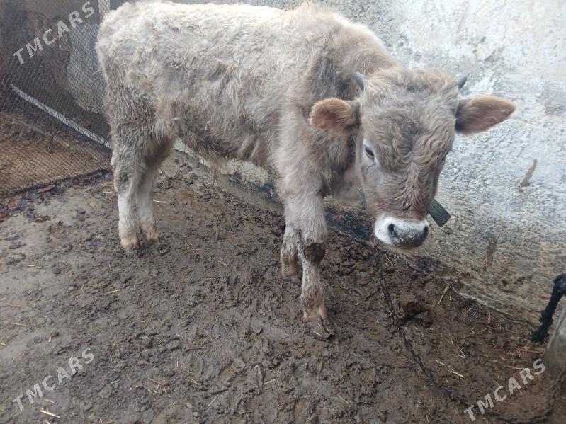 oküz - Bäherden - img 1