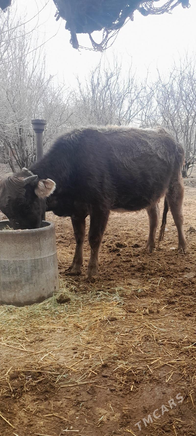 Göleli sygyr. - Бахарден - img 1