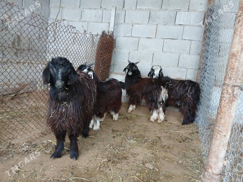 Cebis Owlak geci - Ашхабад - img 1