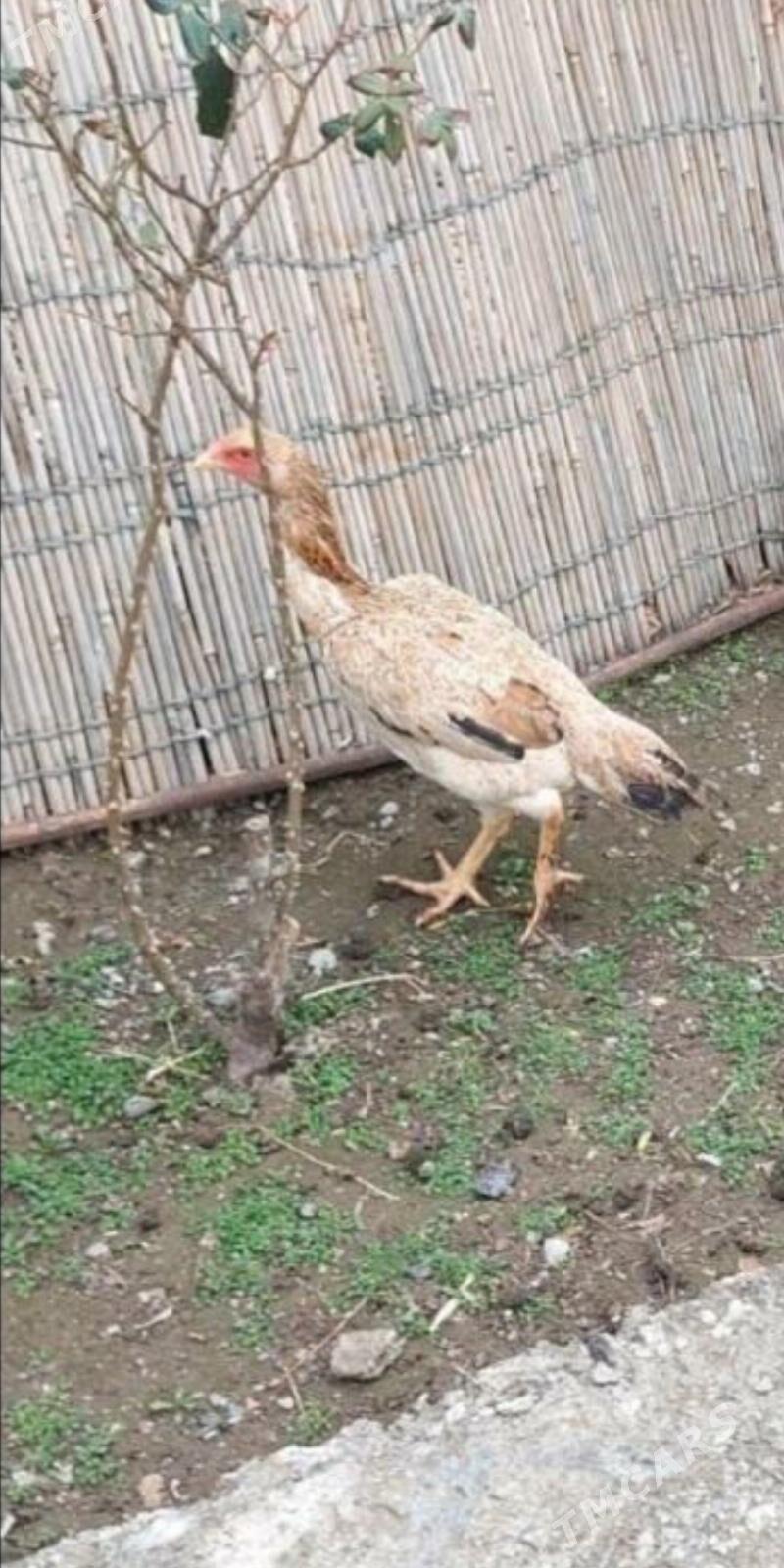 taşkent towuk - Hitrowka - img 1