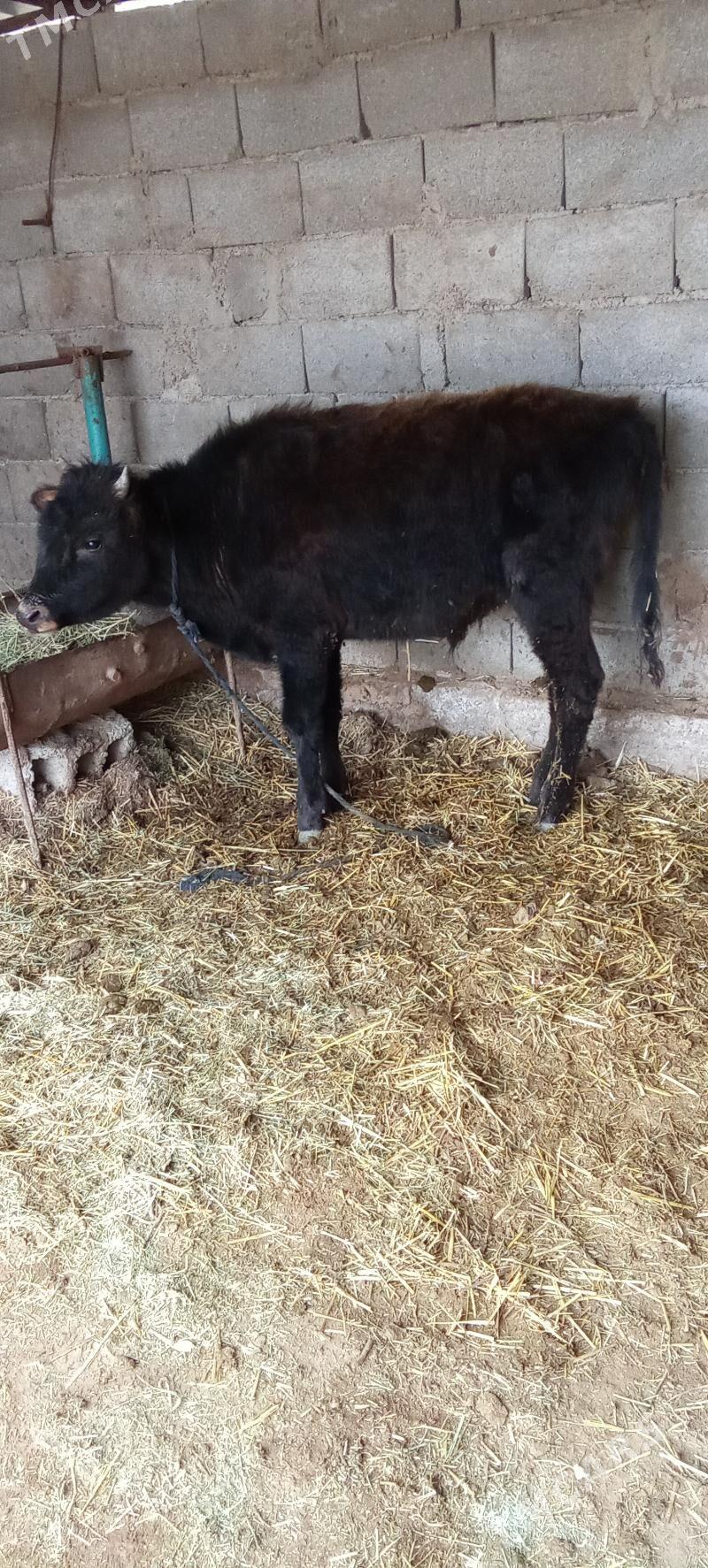 öküz - Бабадайхан - img 1