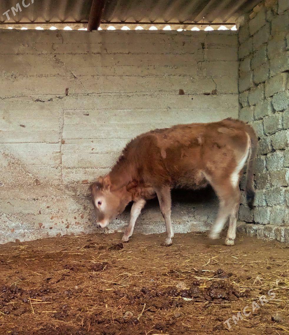 tuwe - Änew - img 1