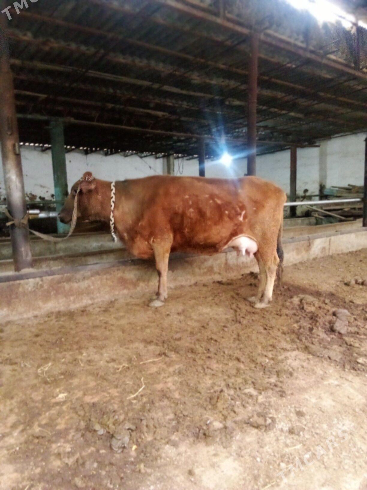 Bomba semiz - Türkmenabat - img 1