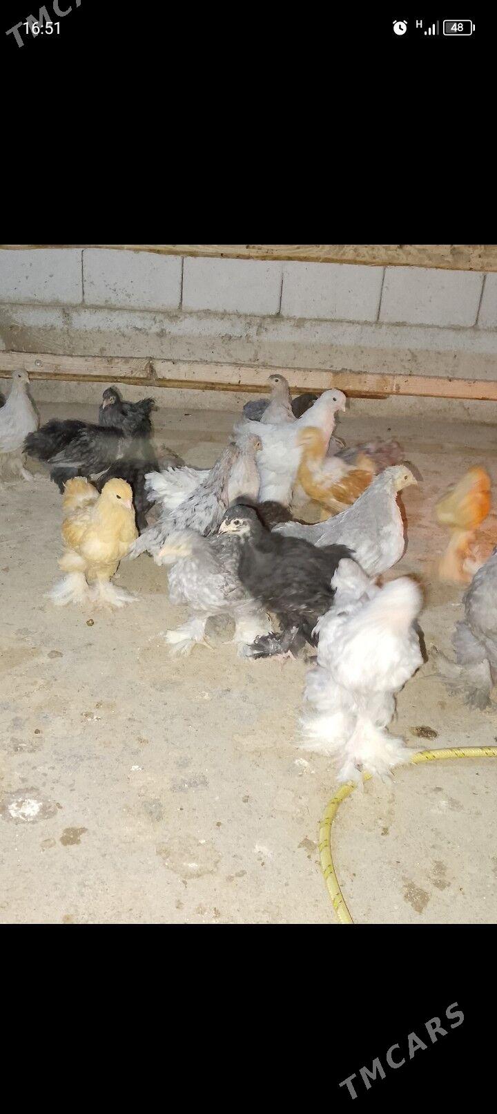 brama jüyje - Bagyr - img 1