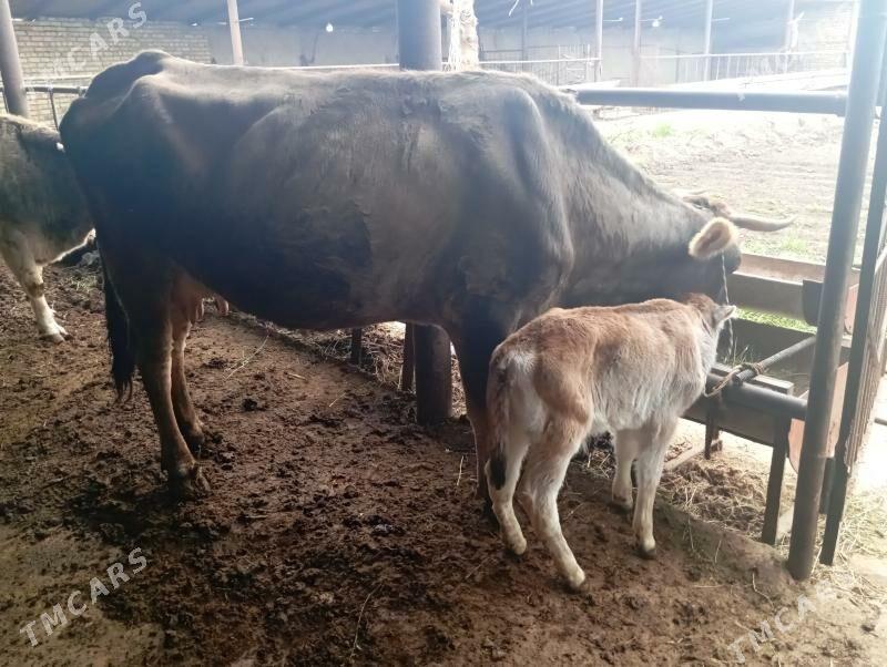 goleli sygyr - Мары - img 1