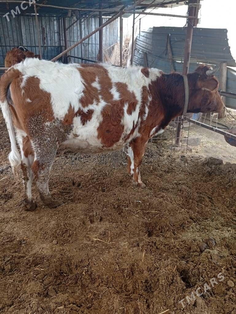 Simental - Çärjew - img 1