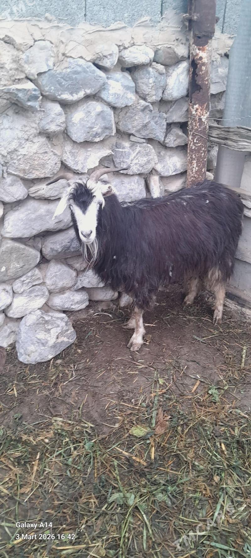 bakylgy geciler - Bäherden - img 1