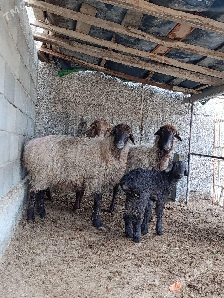 goyun,guzuly goyun - Херрикгала - img 1