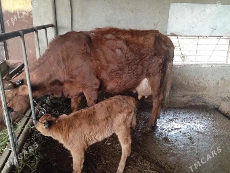 göleli sygyr - Мары - img 1