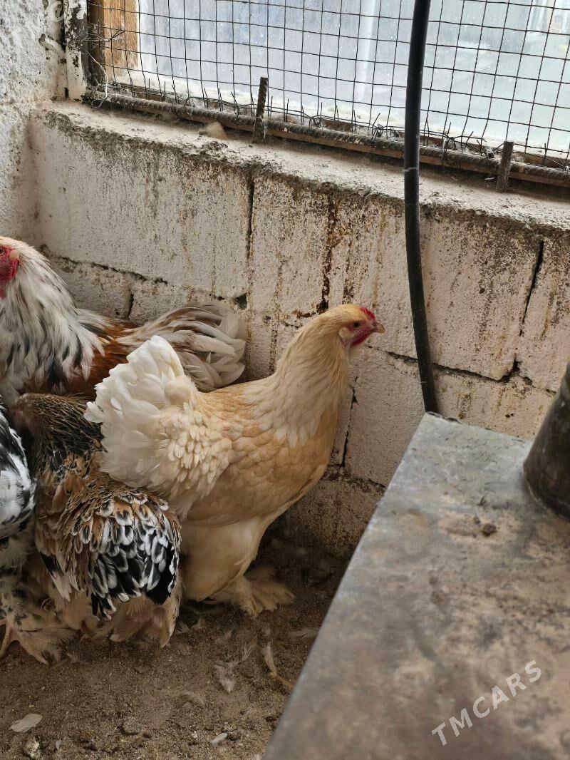 Brama - Aşgabat - img 1